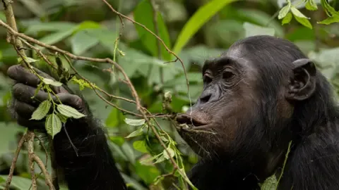 Apes Consuming an Amount Equal of One Lager Per Day from Fermented Fruits, Study Shows