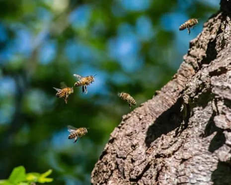 How Saving Honeybees Might Negatively Affect Other Pollinators